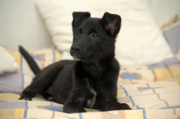 Lindo Cachorro Negro Mestizo Sobre Fondo Claro —  Fotos de Stock
