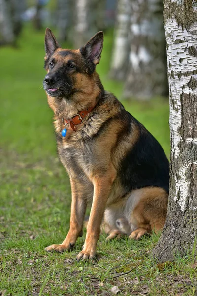 Portrait Berger Allemand Été Dans Parc — Photo