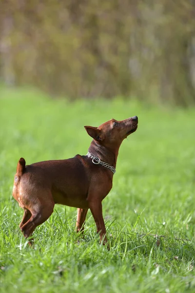 Toy Pinscher Summer Park — Stock Photo, Image