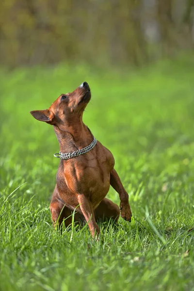 Παιχνίδι Pinscher Καλοκαίρι Στο Πάρκο — Φωτογραφία Αρχείου