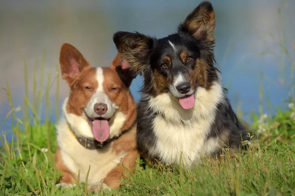 Two Corgi Summer Portrait Park — Stock Photo, Image