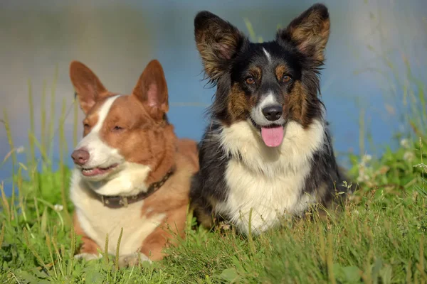 Zwei Corgi Sommerporträts Park — Stockfoto