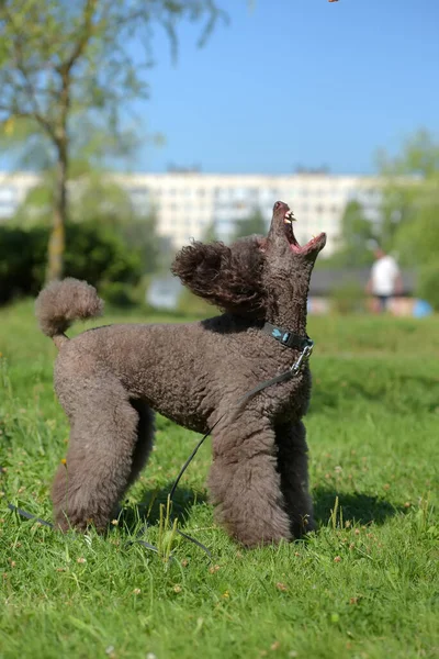 Caniche Royal Brun Été Dans Parc — Photo