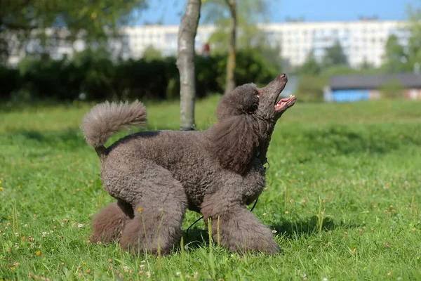 Brauner Königspudel Sommer Park — Stockfoto