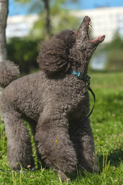 Poodle Real Marrom Verão Parque — Fotografia de Stock