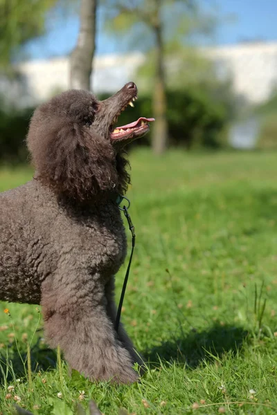 Brown Royal Poodle Summer Park — Stock Photo, Image