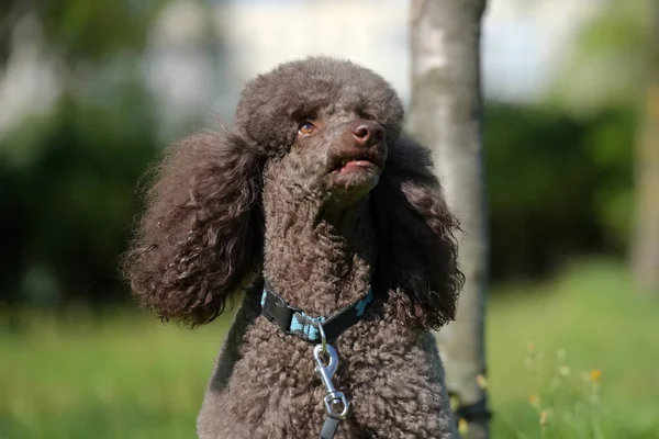 Poodle Real Marrom Verão Parque — Fotografia de Stock