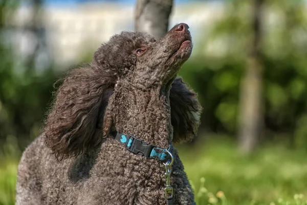 Poodle Real Marrom Verão Parque — Fotografia de Stock