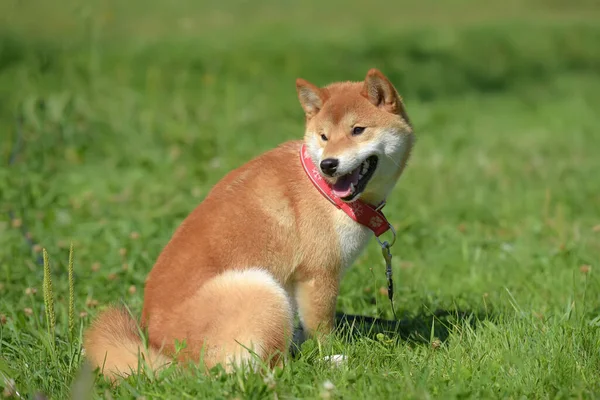 Shiba Ina Été Dans Parc — Photo