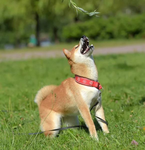 Shiba Ina Zomer Het Park — Stockfoto