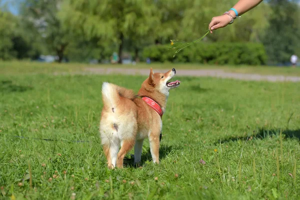 Shiba Ina Summer Park — Stock Photo, Image