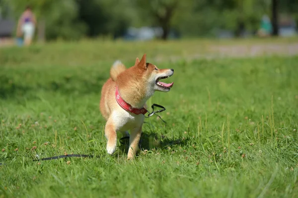 Shiba Ina Verão Parque — Fotografia de Stock