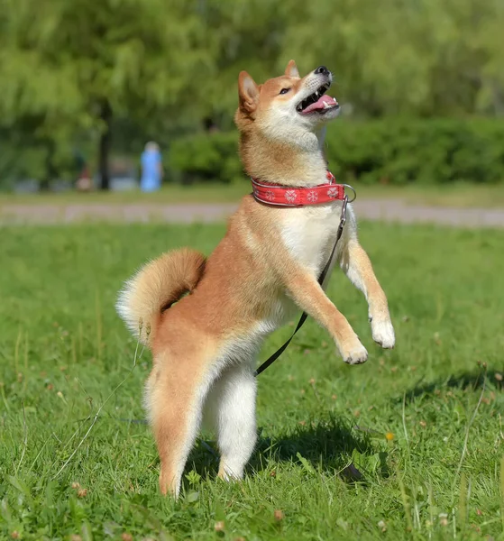 Shiba Ina Salta Brincando Grama — Fotografia de Stock