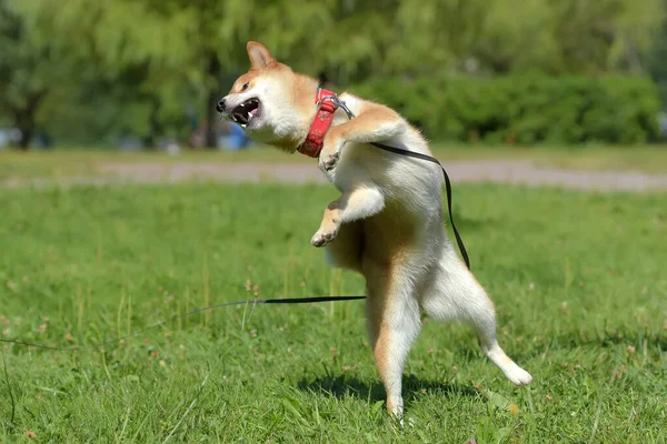 Shiba Ina Jumps Playing Grass — Stock Photo, Image