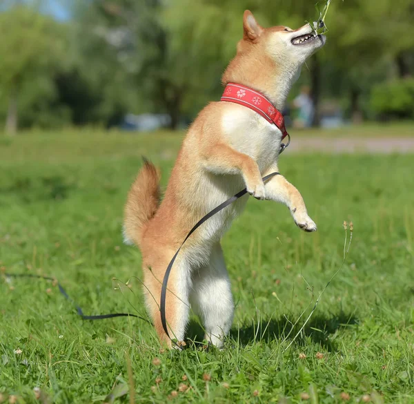 Shiba Ina Saute Jouant Sur Herbe — Photo