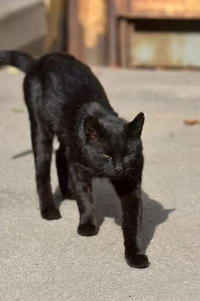 Gato Vadio Preto Pavimento Rua — Fotografia de Stock