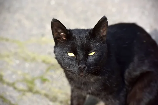 Gato Vadio Preto Pavimento Rua — Fotografia de Stock