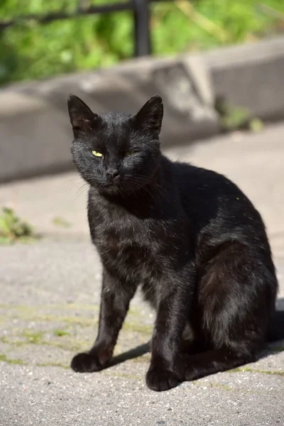 Schwarze Streunende Katze Auf Dem Gehweg Auf Der Straße — Stockfoto