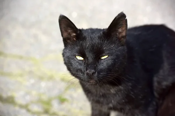街上人行道上的黑猫 — 图库照片