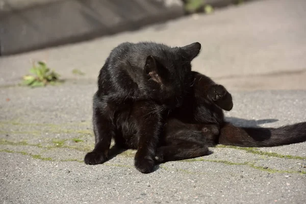 Black Stray Cat Pavement Street — Stock Photo, Image