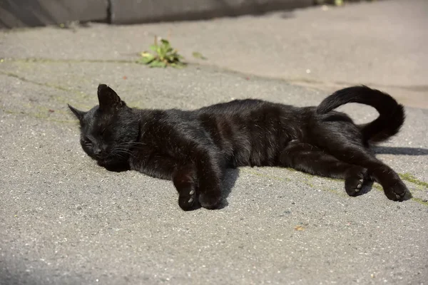 通りの舗装された黒い野良猫は — ストック写真