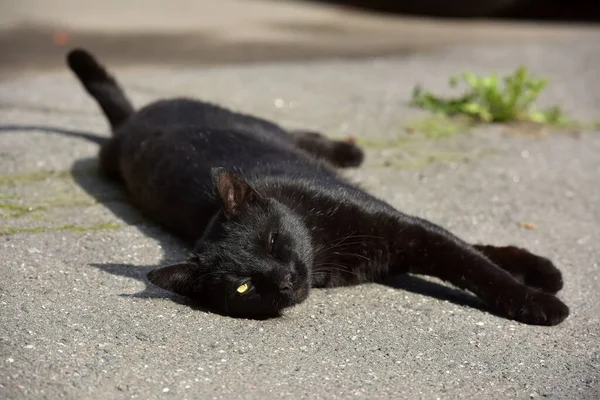 Schwarze Streunende Katze Auf Dem Gehweg Auf Der Straße — Stockfoto