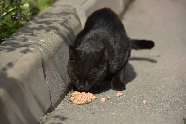 Schwarze Streunende Katze Frisst Auf Dem Gehweg Auf Der Straße — Stockfoto