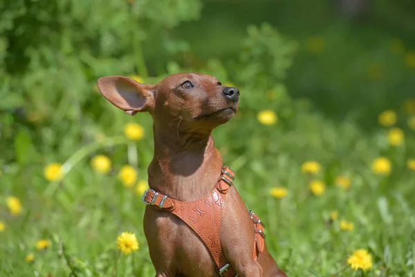 夏に公園で切断されていない耳を持つミニチュアピンチャー — ストック写真