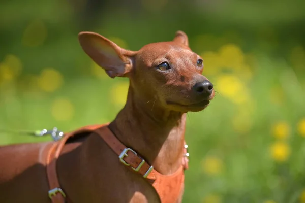 Yazın Parkta Kesilmemiş Kulakları Olan Minyatür Bir Pinscher — Stok fotoğraf