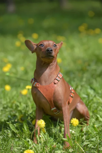 Yazın Parkta Kesilmemiş Kulakları Olan Minyatür Bir Pinscher — Stok fotoğraf