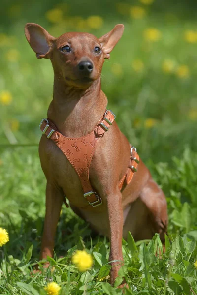 Miniaturowy Pinscher Nieobciętymi Uszami Parku Latem — Zdjęcie stockowe