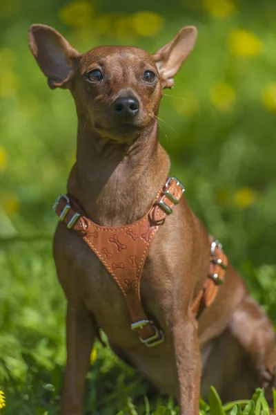 Miniaturowy Pinscher Nieobciętymi Uszami Parku Latem — Zdjęcie stockowe