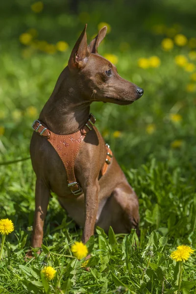 Miniatuur Pinscher Met Ongesneden Oren Het Park Zomer — Stockfoto