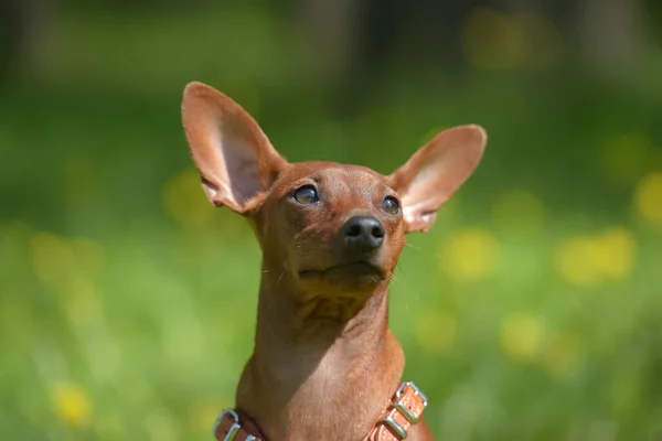 Miniaturowy Pinscher Nieobciętymi Uszami Parku Latem — Zdjęcie stockowe