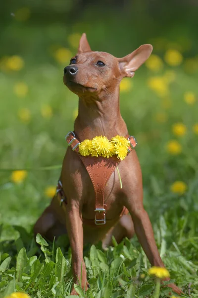 Yazın Parkta Kesilmemiş Kulakları Olan Minyatür Bir Pinscher — Stok fotoğraf