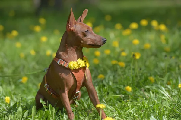 Μινιατούρα Pinscher Άκοπα Αυτιά Στο Πάρκο Καλοκαίρι — Φωτογραφία Αρχείου