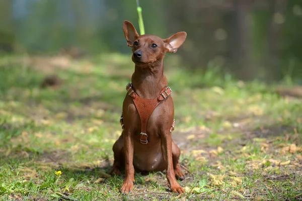 Miniaturowy Pinscher Nieobciętymi Uszami Parku Latem — Zdjęcie stockowe