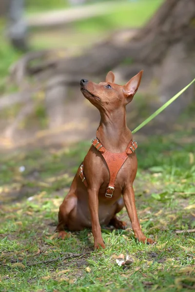 Yazın Parkta Kesilmemiş Kulakları Olan Minyatür Bir Pinscher — Stok fotoğraf