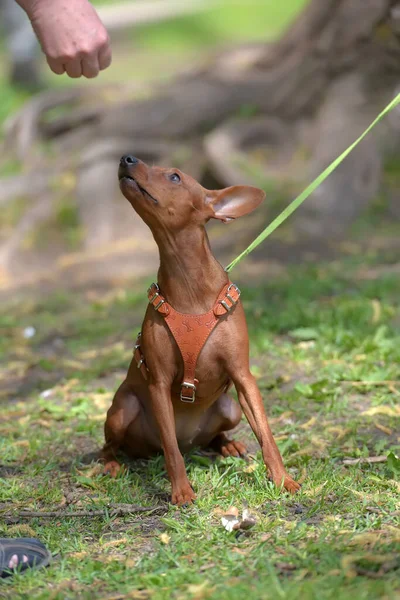 Pinscher Miniatura Con Orecchie Non Tagliate Nel Parco Estate — Foto Stock