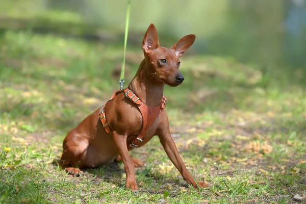 Pinscher Miniatura Con Orejas Sin Cortar Parque Verano —  Fotos de Stock