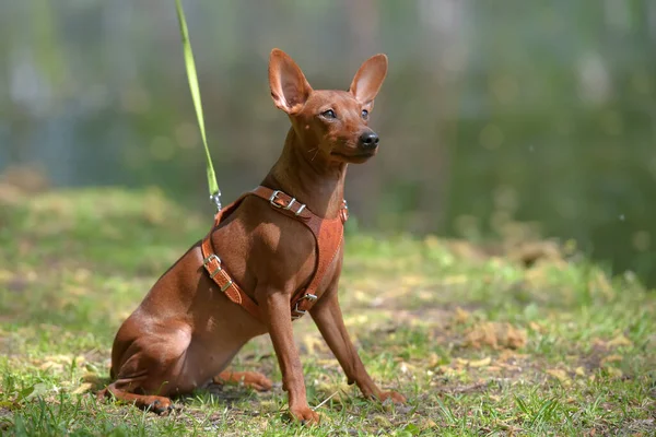 Pinscher Miniatura Con Orecchie Non Tagliate Nel Parco Estate — Foto Stock