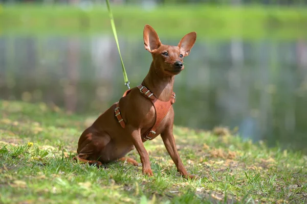 Miniatyr Pinscher Med Oskurna Öron Parken Sommaren — Stockfoto