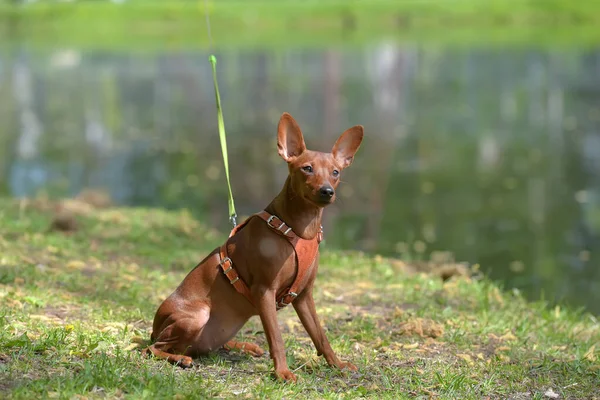 Μινιατούρα Pinscher Άκοπα Αυτιά Στο Πάρκο Καλοκαίρι — Φωτογραφία Αρχείου