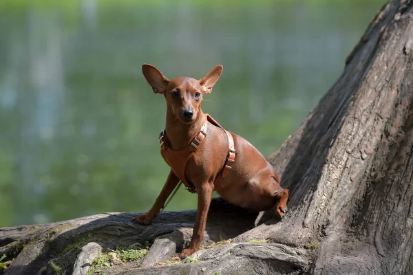 Yazın Parkta Kesilmemiş Kulakları Olan Minyatür Bir Pinscher — Stok fotoğraf