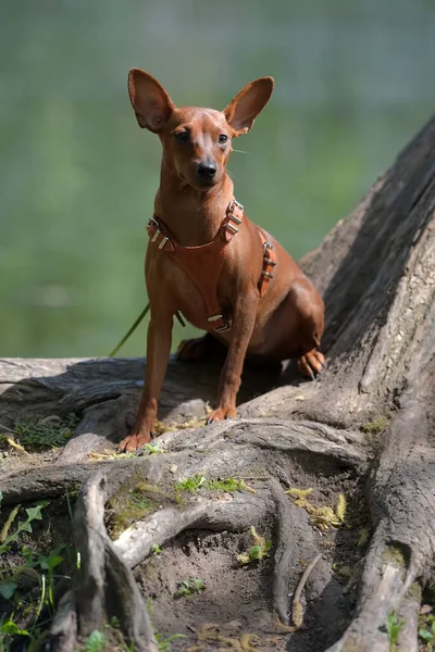 Miniatuur Pinscher Met Ongesneden Oren Het Park Zomer — Stockfoto