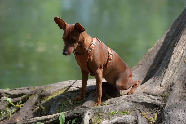 Yazın Parkta Kesilmemiş Kulakları Olan Minyatür Bir Pinscher — Stok fotoğraf