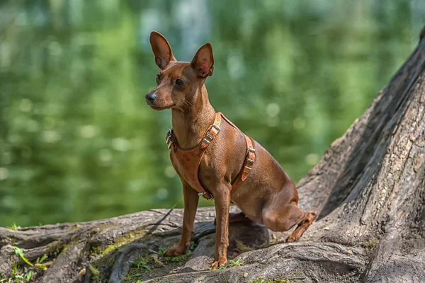 Yazın Parkta Kesilmemiş Kulakları Olan Minyatür Bir Pinscher — Stok fotoğraf