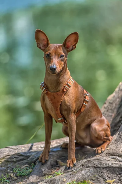 Miniaturowy Pinscher Nieobciętymi Uszami Parku Latem — Zdjęcie stockowe