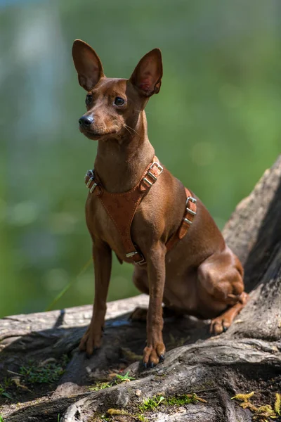 Miniatuur Pinscher Met Ongesneden Oren Het Park Zomer — Stockfoto