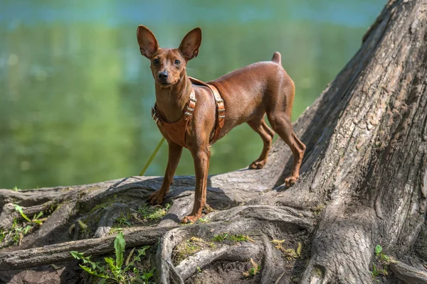 Yazın Parkta Kesilmemiş Kulakları Olan Minyatür Bir Pinscher — Stok fotoğraf